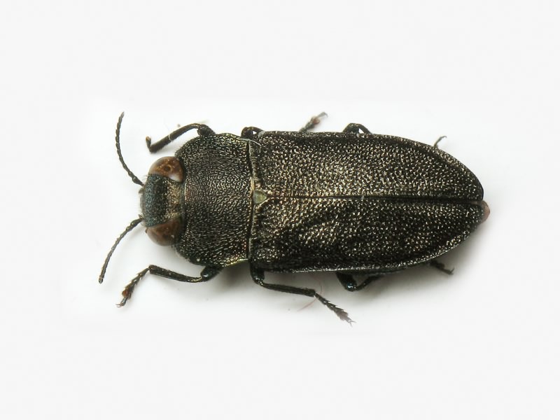 Anthaxia nigrojubata Roubal, 1913